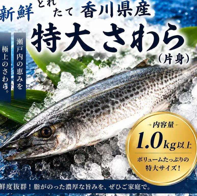 さわら 鰆 特大 片身 新鮮 香川県産 さわら【1.0kg以上】【冷蔵】