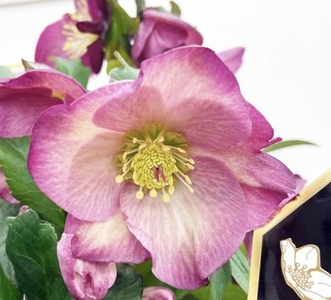 【先行予約】 花 クリスマスローズ 鉢植え 氷の薔薇 ロゼッタ 開花株 4.5号 クリスマス 冬 季節 ガーデン ガーデニング 庭 贈答 プレゼント ギフト 植物 2025年12月中旬より発送開始 オ
