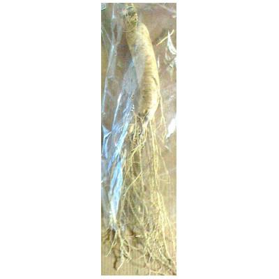 ふるさと納税 長野県 生高麗人参 6年生 約130g/1本【 栽培期間中低農薬 】信州産 朝鮮人参 国産