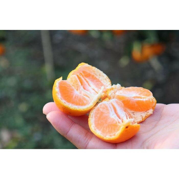 【ふるさと納税】【選べる容量 / サイズ】きれいな温州みかん 箱込み 約3～10kg / SS～LLサイズ指定 または S~Lサイズ混合 【12/25までにご入金確認分は年内発送確定！】