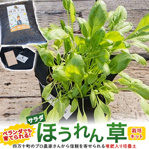 ベランダでも育てられるサラダほうれん草栽培キット　Fis-A06 趣味 ガーデニング 家庭菜園 園芸 ベランダ菜園 プランター 種 種子 プロ仕様の肥料 培養土 サラダに 苗 植物 家庭菜園 花壇 プランター ガーデニング