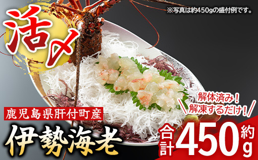 
            B47004 【活き〆冷凍】肝付町内之浦産　伊勢海老(えっがね)の刺身 (約450g)鹿児島 国産 海老 えび エビ 伊勢海老 海の幸 刺身 さしみ 冷凍 真空パック 【網元】
          