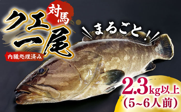 
            【最速発送】 対馬産クエ 丸ごと1匹 2.7kg以上！《対馬市》【エムズスタイル】直送 新鮮 マルモン 刺身 しゃぶしゃぶ 鍋 くえ アラ 高級魚 お祝い プレゼント 還暦  スピード発送 最短発送 [WCN005]
          