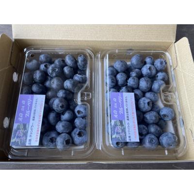 ふるさと納税 宗像市 数量限定大粒ブルーベリー(500g) 栽培期間中農薬不使用【えのさんのブルーベリー園】_HA1356 |  | 03