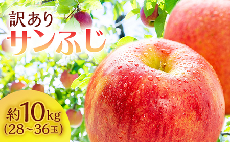 【訳あり】りんご 青森 サンふじ 約 10kg (28～36玉) リンゴ サイキチ農園 青森県 鰺ヶ沢町産 フルーツ 果物 不揃い 傷 林檎 サンフジ ふじ