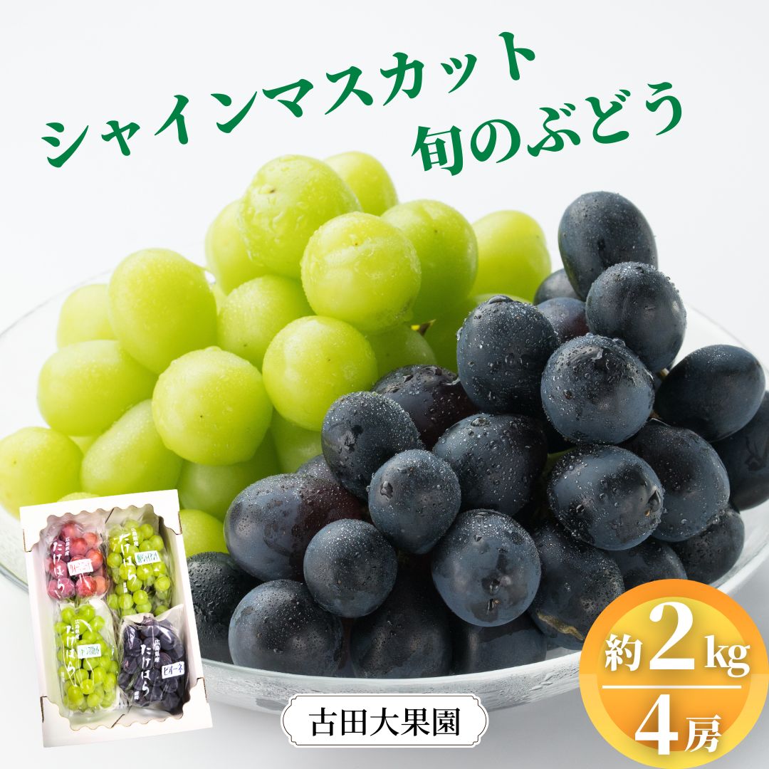 【ふるさと納税】シャインマスカット 旬のぶどう 竹原葡萄 詰め合わせ 約2kg（4～5房） ぶどう ブドウ 葡萄 フルーツ 果物 広島県産　【 減農薬 食感 食べ比べ ピオーネ 安芸クイーン 瀬戸ジャイアンツ 】古田大果園 ※2025年9月上旬～9月下旬頃に順次発送予定