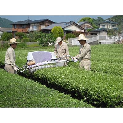 ふるさと納税 小豆島町 オリーブ茶ペットボトル280ml×24本(1ケース) |  | 02