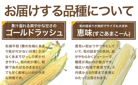 とうもろこし 15本｜とうもろこしとうもろこしとうもろこし ゴールドラッシュ