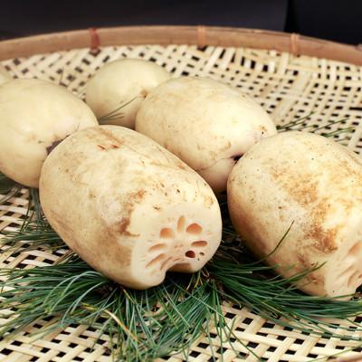 ふるさと納税 小美玉市 レンコンパウダー500g　Bigれんこん珠美　業務用　77-J |  | 02