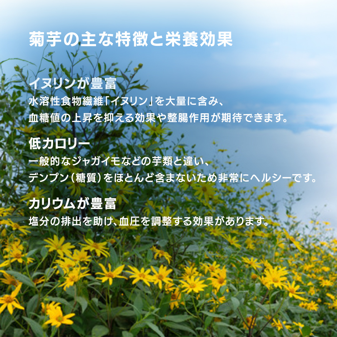 菊芋 (きくいも) 健康野菜 5kg 【2026年 11月以降発送】 (BJ016)