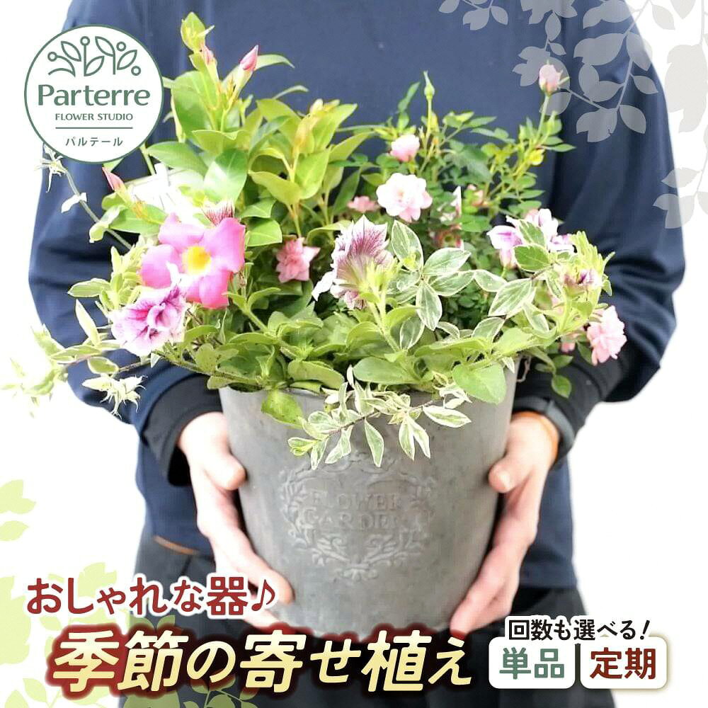【ふるさと納税】花 寄せ植え 鉢植え 季節の花 季節の寄せ植え 花苗 おまかせ フラワーギフト ガーデニング 玄関 屋外 おしゃれ プレゼント ギフト 母の日 誕生日 お祝い 贈り物 長持ち すぐ飾れる 定期便 1回 3ヶ月 6ヶ月 12ヶ月 岩手県北上市 パルテール