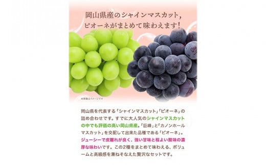 シャインマスカット・ピオーネ詰め合わせ 約1.0kg マスカット 葡萄 ブドウ ぶどう ピオーネ フルーツ セット 令和7年産先行予約 晴れの国おかやま館 《2025年8月下旬‐10月下旬頃出荷》 フ
