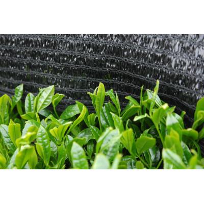 ふるさと納税 掛川市 静岡の茶草場農法　高級深蒸し掛川茶「菱東」さえみどり　かぶせ茶　80g×3本セット |  | 02