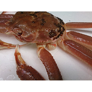 【B-44】鳥取網代港【訳あり】活！松葉ガニ（中）700g以上【さかなや新鮮組】