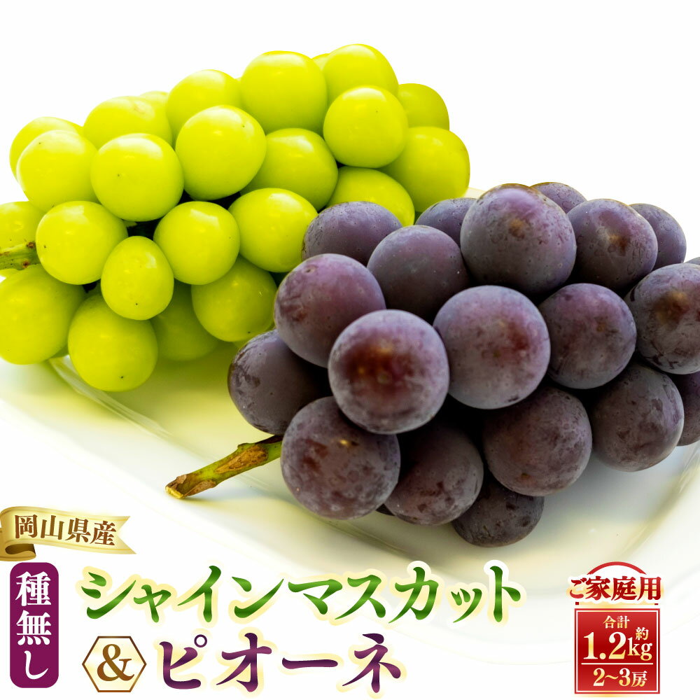 【ふるさと納税】 【 ご 家庭 用 】 シャイン ＆ ピオーネ 1.2キロ 【 2026年9月上旬から10月上旬頃発送予定 】 果物 くだもの フルーツ ぶどう ブドウ 葡萄 シャインマスカット 食べ比べ セット 大粒 甘味が強い 甘い 果汁 食べ応え 岡山県 美咲町 送料無料