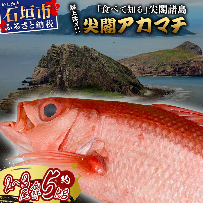 【予約受付】高級ブランド魚 尖閣赤マチ 2～3尾 合計約5kg 下処理済 【沖縄三大高級魚】尖閣諸島 刺身 焼魚 煮物 鮮魚 冷凍 ムニエル 天然 洋食 和食 白身魚 高級魚 GK-001