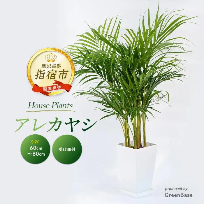 2026年3月上旬～発送【観葉植物】アレカヤシ 60cm～80cm Green Base IB003-020 観葉植物 ※北海道・沖縄・離島配送不可