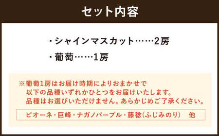 【先行予約受付】 ぶどう食べ比べセット！ シャインマスカット2房、葡萄1房 計3房【2026年8月上旬～8月下旬迄発送予定】 ／ 葡萄 ぶどう ブドウ シャインマスカット マスカット ピオーネ 巨峰 