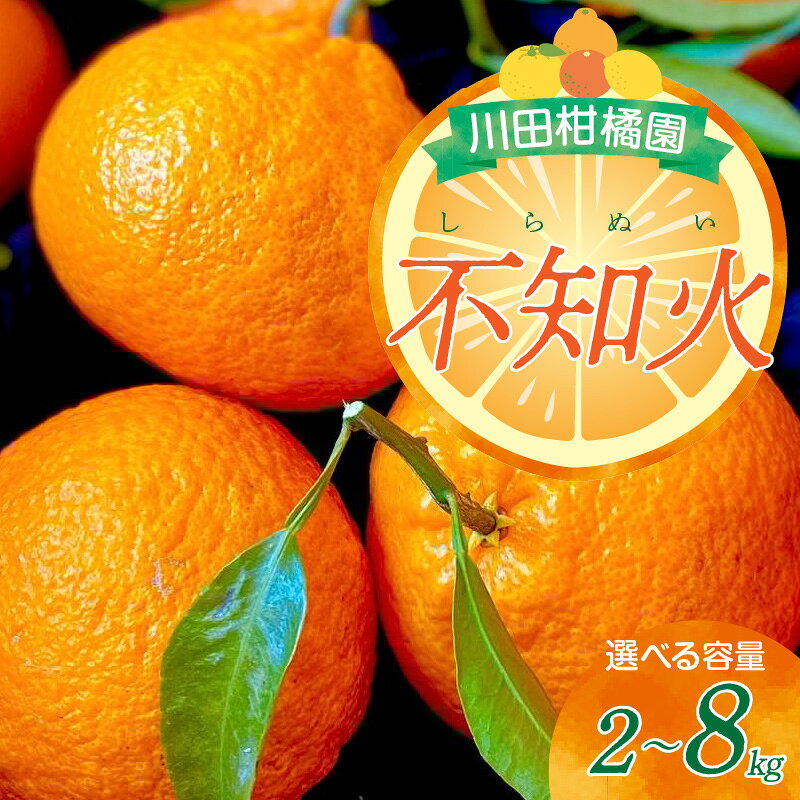 【ふるさと納税】 先行予約 川田柑橘園 呉市 大長産 「 不知火 ( しらぬい )」 選べる 2kg / 4kg / 8kg みかん ミカン 蜜柑 フルーツ 果物 くだもの 柑橘 大長みかん 大長 濃厚 甘味 爽やか 酸味 薄皮 ジュース ゼリー シャーベット お取り寄せ 国産 送料無料 広島県