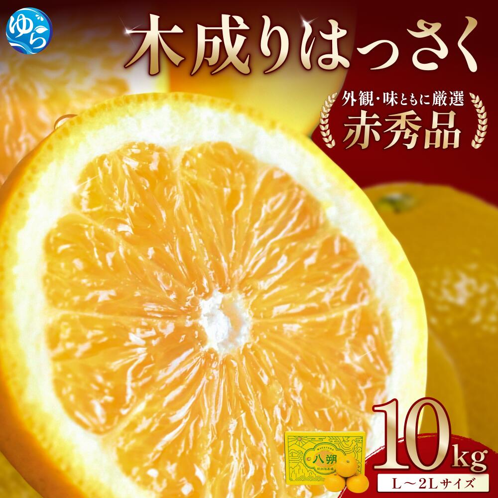 【ふるさと納税】 八朔 赤秀 木成りはっさく10kg ※2026年3月初旬頃～順次発送予定(お届け日指定不可) / 秀品 高級 ハッサク 由良 晩柑 和歌山