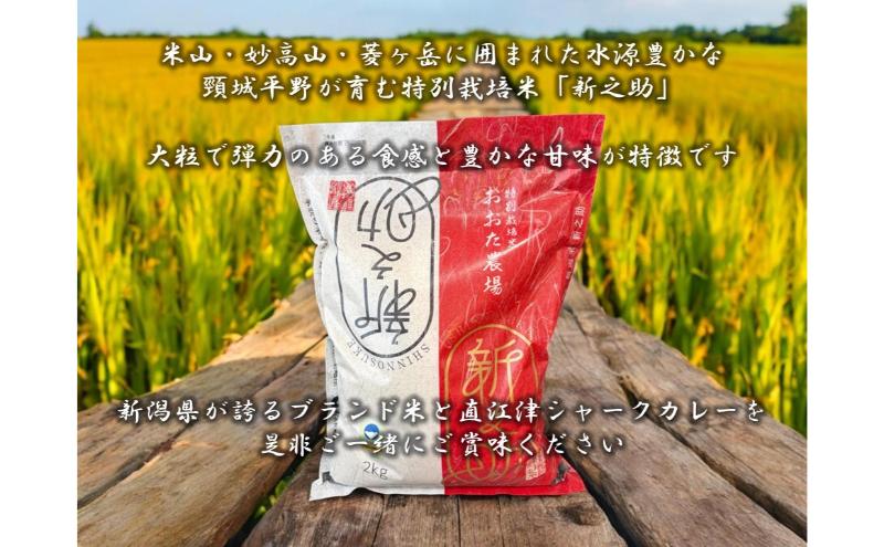 直江津小学校の児童が考えたシャークカレー（8個）と新之助米（2kg）セット カレー ルー 米 上越市