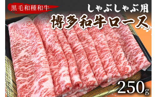 
【数量限定】博多和牛ロースしゃぶしゃぶ用 250g【009-0012】
