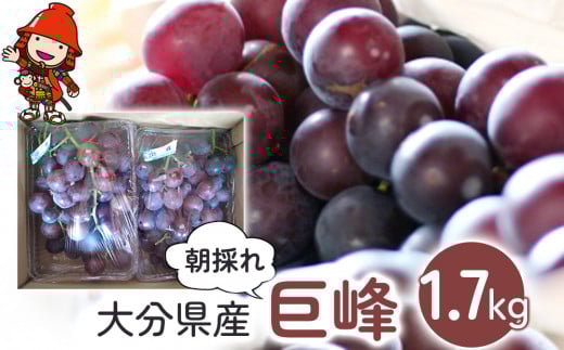 【糖度計使用】 巨峰 約1.7kg | いわき農園 葡萄 ぶどう ブドウ 巨峰 種あり 数量限定 新鮮 産地直送 果物 くだもの フルーツ ギフト 大分県産 九州産 大分県 中津市
