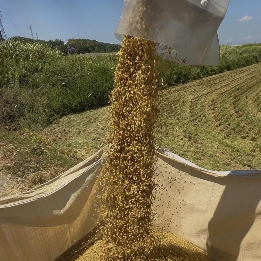 令和7年産　コシヒカリ　玄米30kg(30kg×1袋)│まるみや