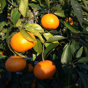 2026年4月より発送予定【希少柑橘】和歌山産　なつみ約5kg(S～2Lサイズおまかせ)【日高町】【1217617】