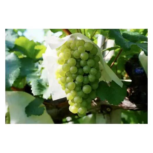【山梨ワイン】蔵元直送「OLIFANT甲州瓶内二次発酵スパークリング750ml×2本セット」