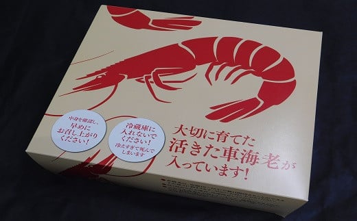 ＜周防大島特産＞活車海老500g