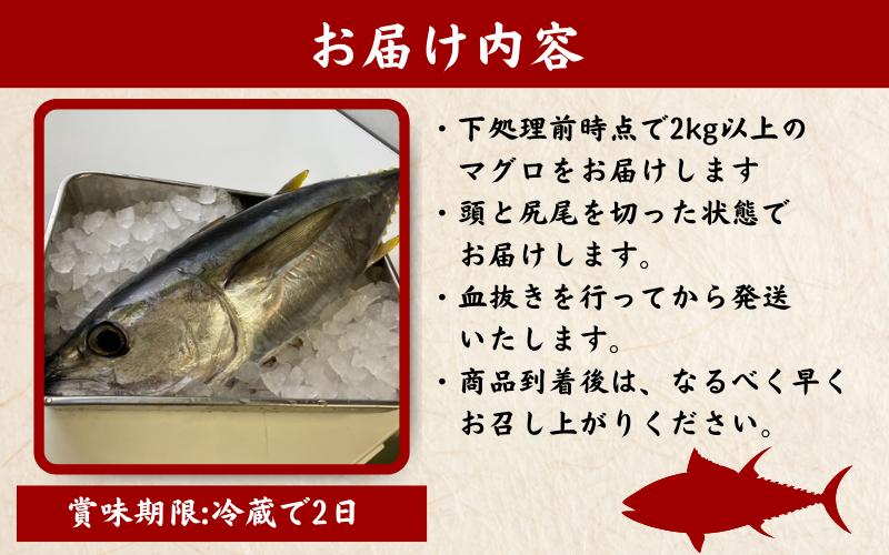 キハダマグロ 1尾 下処理済み 和歌山県すさみ町産 / マグロ 丸ごと 魚 捌く 鮪 海鮮丼 寿司 手巻き寿司 漬け丼 海鮮 海の幸 魚介 新鮮 刺身 和歌山 すさみ町 キハダマグロ 大容量 【scp