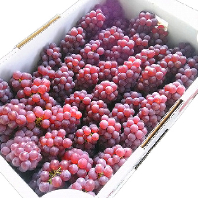 
            ＜糖度20度以上＞　弥彦村産　デラウエア　　　種なし(少ない) 約2kg_果物 ぶどう 葡萄 種なし 新鮮 フルーツ デザート 新潟県産 弥彦村【1000698】
          