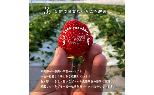 【化粧箱入り】２種のイチゴ食べ比べセット ＜マルキ農園＞ | 果物 フルーツ いちご ゆうべに 恋みのり 食べ比べ セット 熊本 玉名