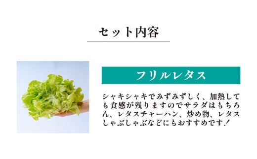 【定期便12ヶ月】 ＜洗わず食べられる・室内水耕栽培＞ 3種のレタス 1回1kg(500g×2袋)×12ヵ月 | レタス 野菜 大容量 新鮮レタス オーガニック野菜 無農薬 野菜直送 フレッシュ サラ