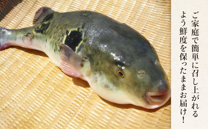 【長崎県産】活トラフグ フグ刺し（5〜6人前）  / ふぐ フグ とらふぐ トラフグ 刺身 河豚 ふぐ刺し / 南島原市 / ながいけ [SCH031]