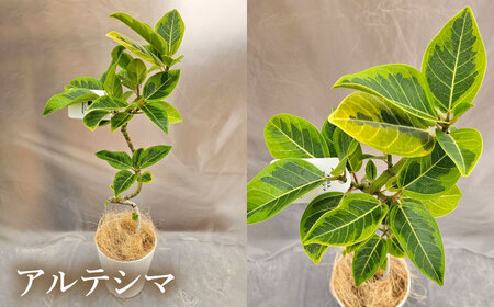 観葉植物 フィカスゴムの木 鉢植え 大村市 エコグリーンヒガシ/フィカス ゴムの木 ゴムノキ 鉢付き 室内 植物 インテリア プレゼント ギフト[ACAL007]
