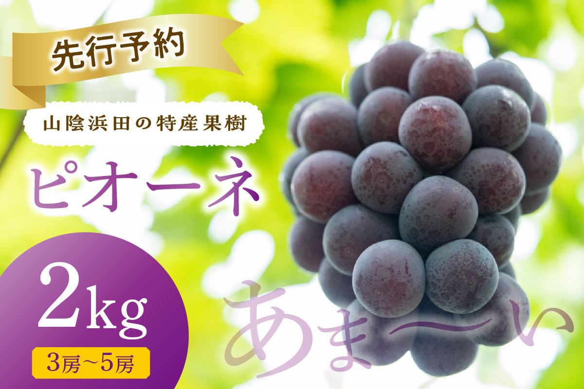 
                  【先行予約】【2026年産】山陰浜田の特産果樹ピオーネ（2kg）＜8月下旬から発送開始予定＞ ふるさと納税 ぶどう ふるさと納税 ピオーネ ブドウ 葡萄 フルーツ くだもの 果物 【010_1945】
                
