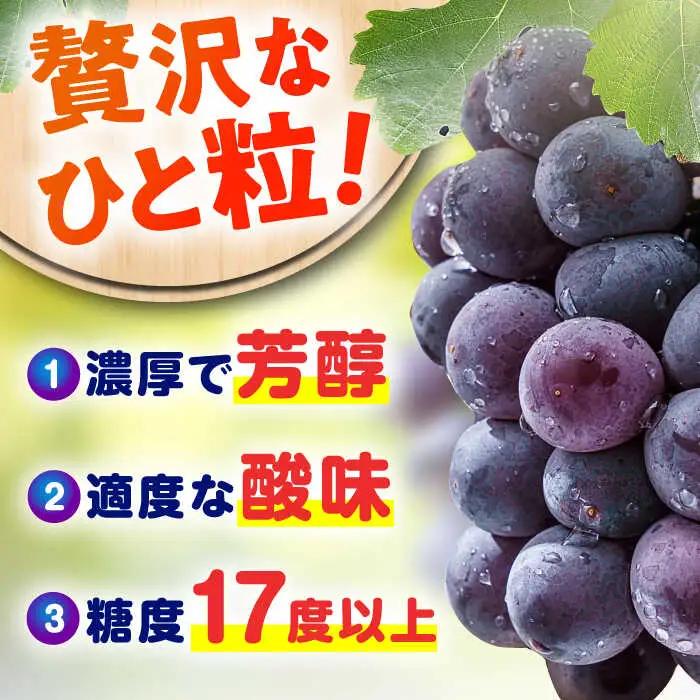 【先行予約 2027年7月下旬より発送】【ご家庭用】種無し巨峰 約350g×4P ぶどう [AFAB086] 果物