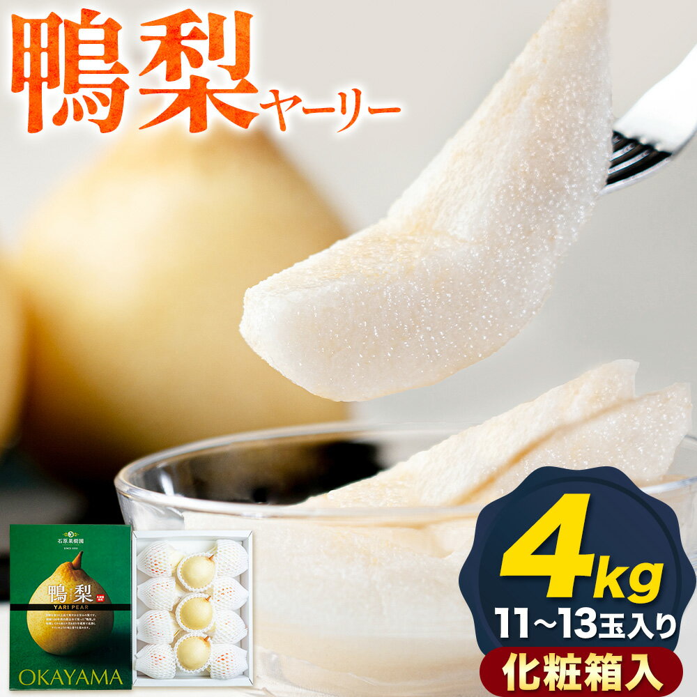 【ふるさと納税】【先行予約】梨 なし 鴨梨 ヤーリー 梨 化粧箱入 選べる玉数（4kg） 石原果樹園 《2026年11月中旬-12月下旬頃より発送予定》岡山県 浅口市 果物 フルーツ お取り寄せ お取り寄せフルーツ 送料無料