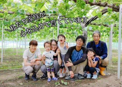 【2616-0296】[産地直送] フルーツ王国岡山 朝採り新鮮！人気ぶどう 瀬戸ジャイアンツ1.2kg (2～3房)