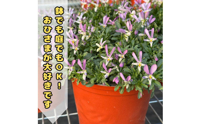 オリジナルビオラ詰め合わせ（5種）/ 花 インテリア 苗 自然 ナチュラル 緑 栽培 趣味 【見元園芸】 [ATHY006]