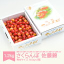 先行予約 さくらんぼ 佐藤錦 秀Mサイズ バラ詰め 1.2kg(600g×2箱) 2024年産 令和6年産 山形県産 送料無料 サクランボ