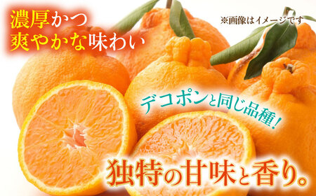 【数量限定】不知火 約5kg　【日本フルーツ株式会社】[ZFJ002]