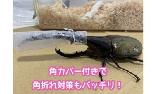 オスの角の形状により、必要な場合は角カバーをつけてお届けいたします