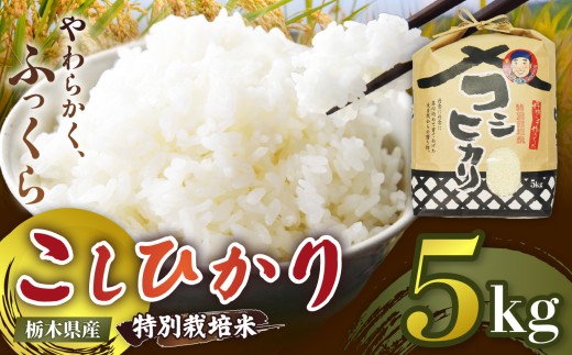 【定期便3回】栃木県矢板市産 こしひかり 5kg 特別栽培米 【先行予約】新米  |  栃木県 矢板市