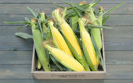 令和8年発送 北海道産 とうもろこし あまいんです10本 朝採れ 一番果 生食 産地直送 数量限定 期間限定