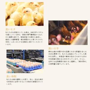 新鮮 卵 120個（100個+卵割れ保証20個）(10個×12パック)京都丹波『霧の卵』三和鶏園 ≪たまご タマゴ 玉子 生卵 鶏卵 小分け 贈答 ギフト ふるさと納税 卵 直送 冷蔵 朝食 料理 人