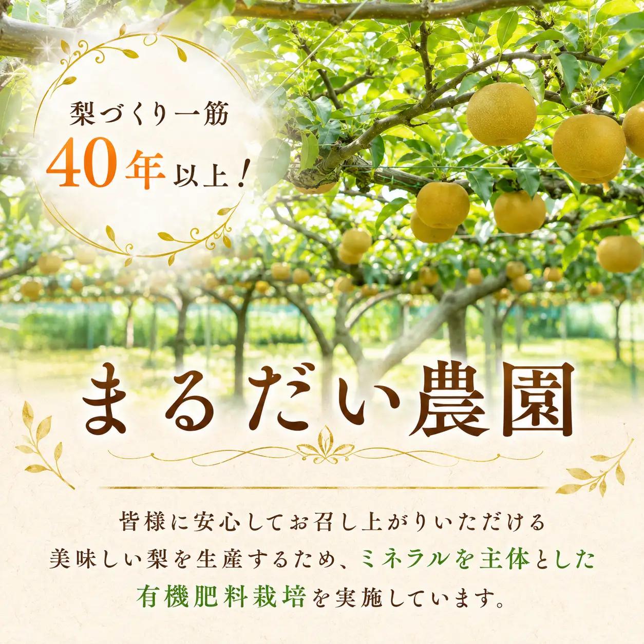 Y1078 晩三吉（家庭用）5kg【冬に食べられる希少な大玉梨】