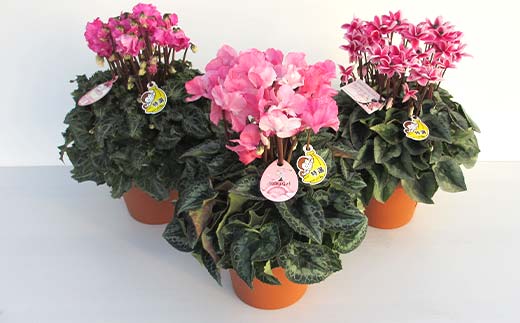 シクラメン6号鉢（18cm） ますだ農園【お届け：11月～12月】 F4N-1399